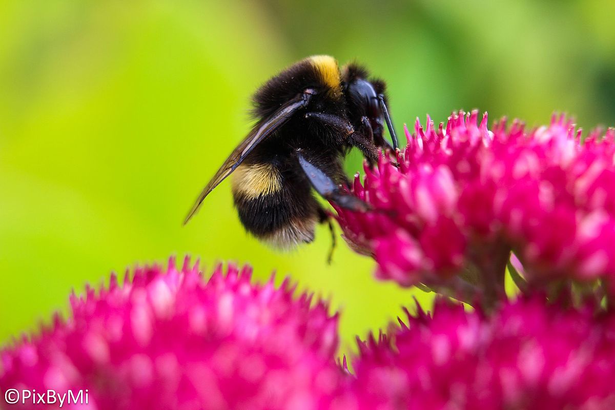 bummble bee flying next to a pink flower
