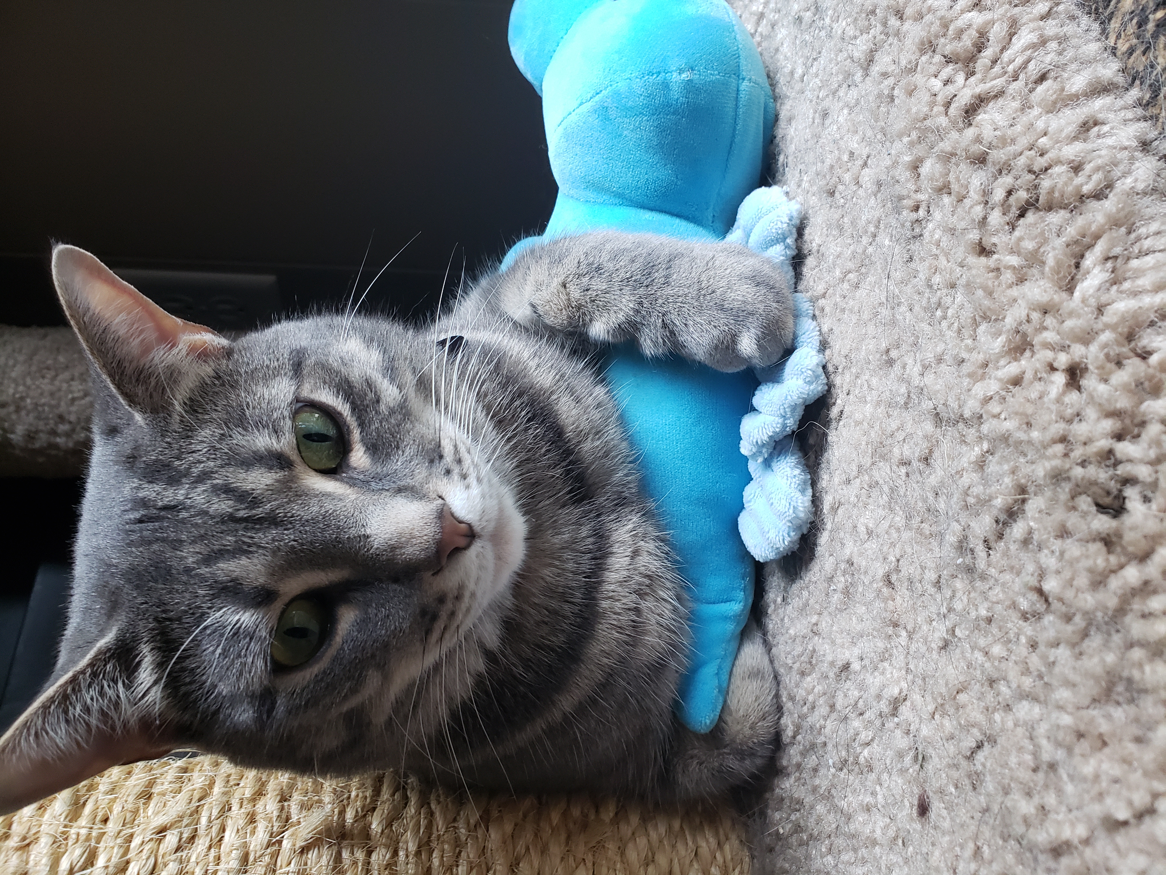 cat sitting with blue dinosaur toy