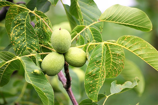 Walnut Tree Nuts