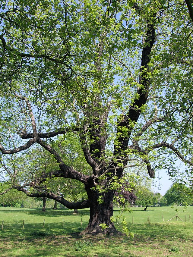 Mabel Hill Walnut Tree in London